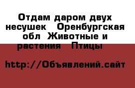 Отдам даром двух несушек - Оренбургская обл. Животные и растения » Птицы   